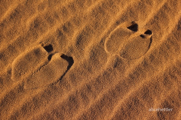 Dromedarspuren im Sand